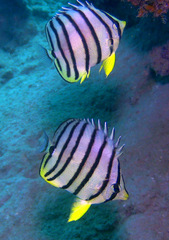 Chaetodon octofasciatus