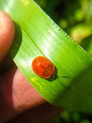 Chelymorpha cribraria