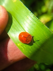 Chelymorpha cribraria