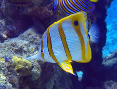 Chelmon rostratus