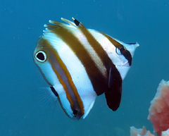 Coradion melanopus