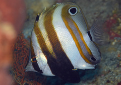 Coradion melanopus