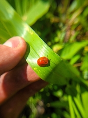 Chelymorpha cribraria