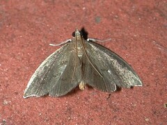 Perispasta caeculalis