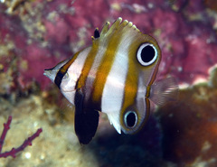 Coradion melanopus
