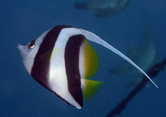 Heniochus acuminatus