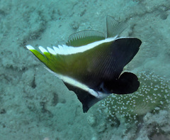 Heniochus varius