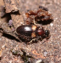 Hirticomus hispidus