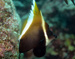 Heniochus varius