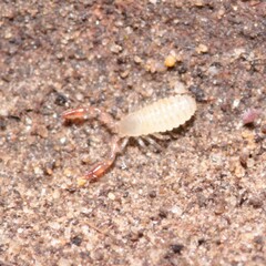 Pseudoscorpiones