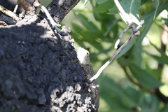 Agama aculeata distanti