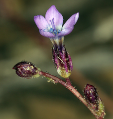 Gilia transmontana
