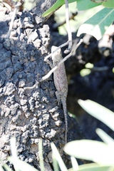 Agama aculeata distanti