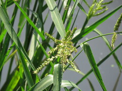 Echinochloa colona