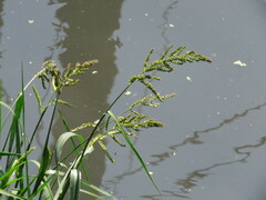Echinochloa colona