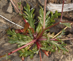 Gilia transmontana