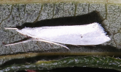 Eucalantica polita