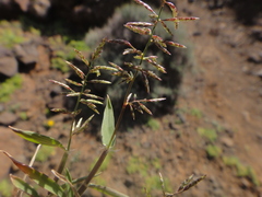 Eragrostis barrelieri