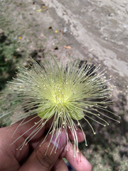 Syzygium jambos