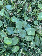 Hydrocotyle umbellata