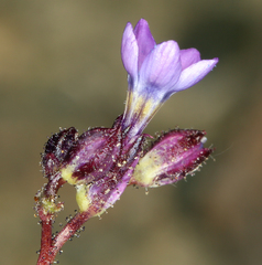 Gilia transmontana