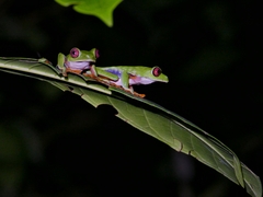Agalychnis saltator