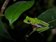 Agalychnis saltator