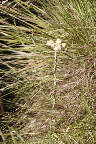 Image of Helichrysum appendiculatum by (c) Tony Rebelo, some rights reserved (CC BY-SA)