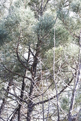 Widdringtonia nodiflora