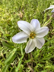 Ipheion uniflorum