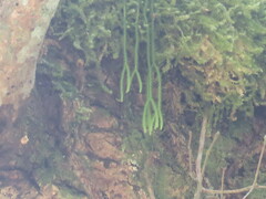 Phlegmariurus fargesii