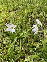 Ipheion uniflorum