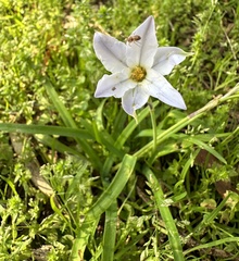 Ipheion uniflorum