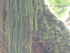 Phlegmariurus fargesii