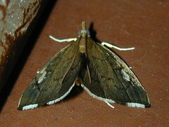 Perispasta caeculalis