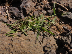 Eragrostis barrelieri