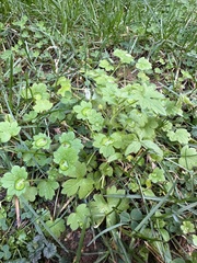 Ranunculus parviflorus