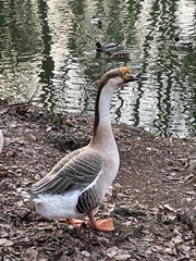 Anser cygnoides domesticus