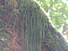 Phlegmariurus fargesii