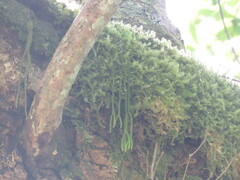 Phlegmariurus fargesii
