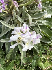 Matthiola maderensis