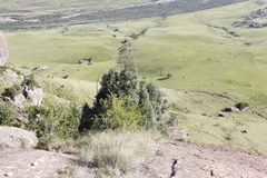 Widdringtonia nodiflora