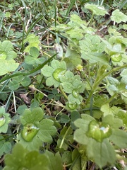 Ranunculus parviflorus