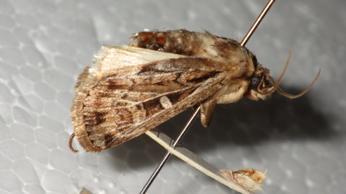 Ledereragrotis multifida sanctmoritzi