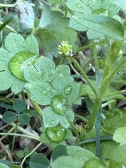 Ranunculus parviflorus