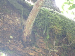 Phlegmariurus fargesii