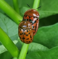 Conchyloctenia punctata