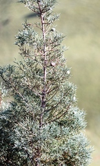 Widdringtonia nodiflora