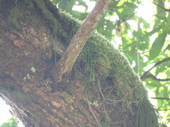 Phlegmariurus fargesii