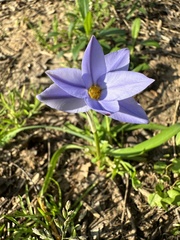 Ipheion uniflorum